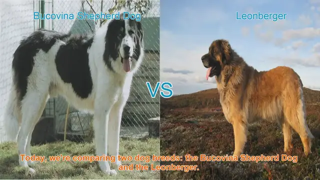 Video thumbnail for Bucovina Shepherd Dog vs. Leonberger: A Comprehensive Comparison
