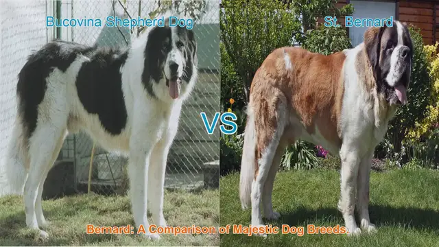 Video thumbnail for Bucovina Shepherd Dog vs. St. Bernard: A Comparison of Majestic Dog Breeds