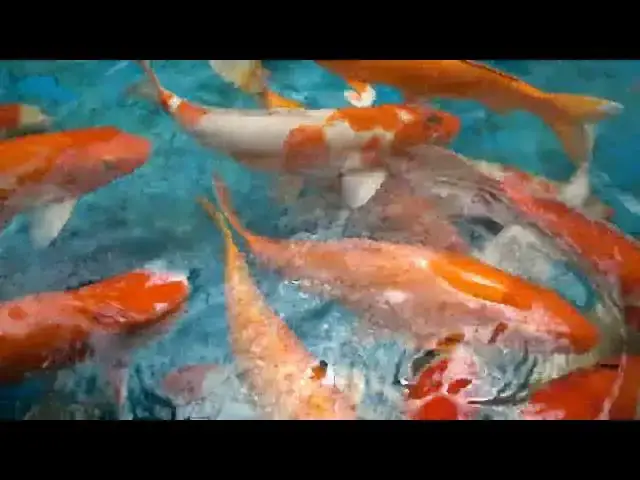 Video thumbnail for Koi Pond Care: Avoiding Overfeeding for Healthier Fish