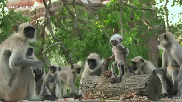'Video thumbnail for Watch these Langur Monkeys they mourn what they think is a dead baby'