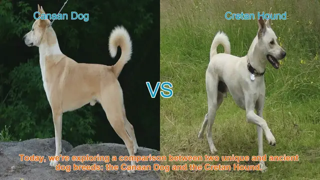 Video thumbnail for Canaan Dog vs. Cretan Hound: A Comparative Guide