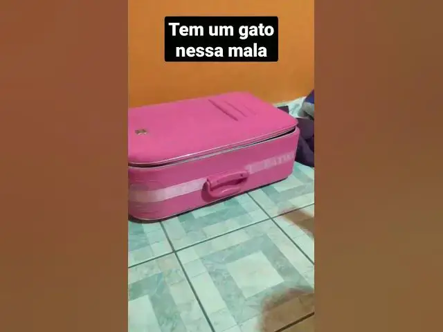 Video thumbnail for Gato escondido dentro da mala. #shorts #cats #gatosengraçados #funnycats #catlover