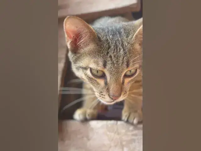 Video thumbnail for 26 ធ្នូ 2025