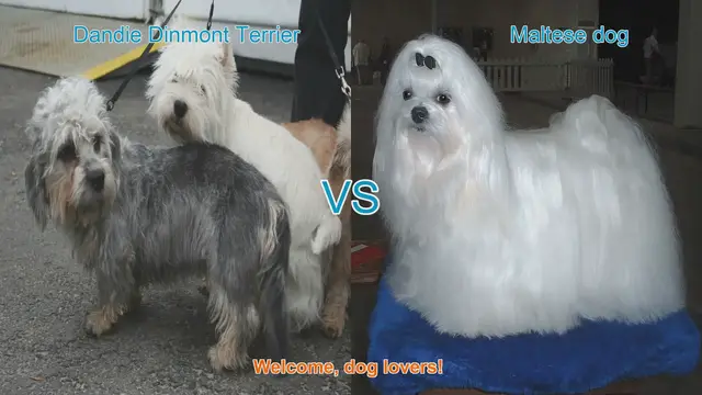 Video thumbnail for Dandie Dinmont Terrier vs. Maltese: A Comprehensive Comparison