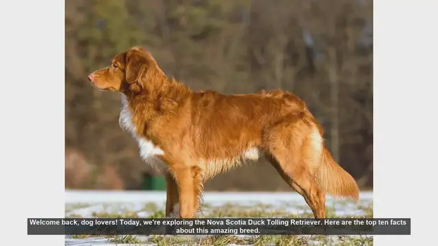 Video thumbnail for Top 10 Facts About the Nova Scotia Duck Tolling Retriever