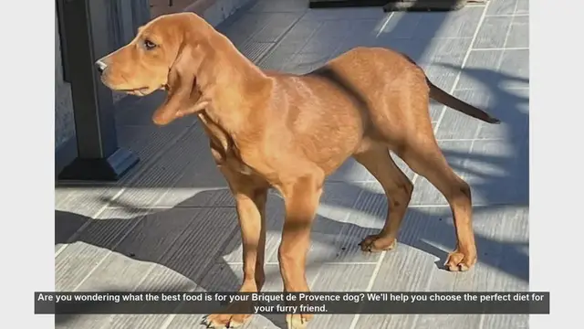 Video thumbnail for Best Diet for Your Briquet de Provence Dog: Essential Tips