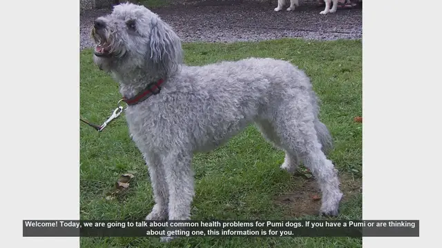 Video thumbnail for Common Health Problems in Pumi Dogs: What You Need to Know