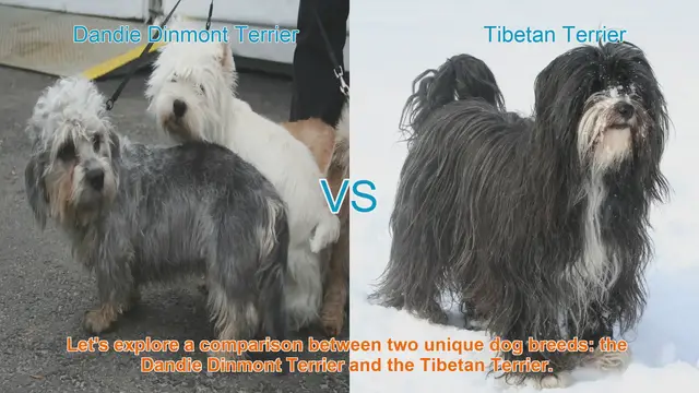 Video thumbnail for Dandie Dinmont Terrier vs. Tibetan Terrier: A Comprehensive Comparison