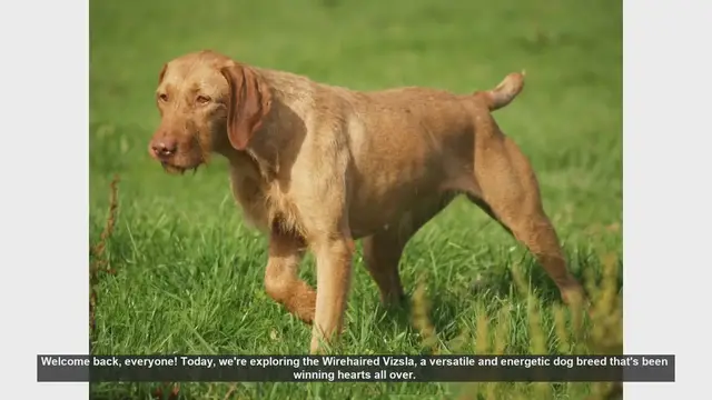 Video thumbnail for Wirehaired Vizsla: Pros and Cons of This Energetic Breed
