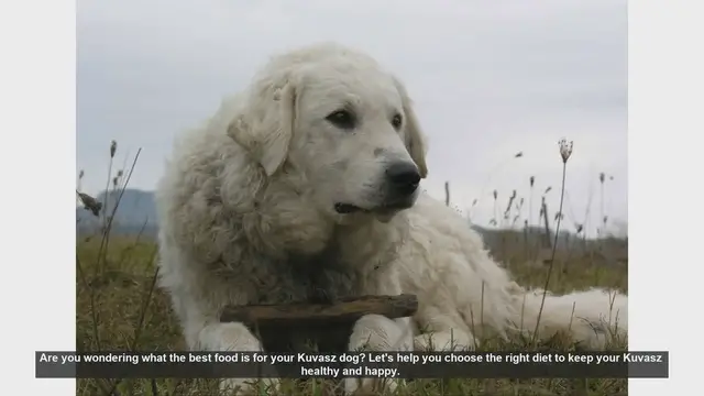 Video thumbnail for Best Diet for Your Kuvasz Dog: Essential Tips for a Healthy and Happy Pet