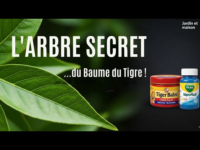 Video thumbnail for Le Camphrier : L'Arbre Secret que Vous Devriez Connaître