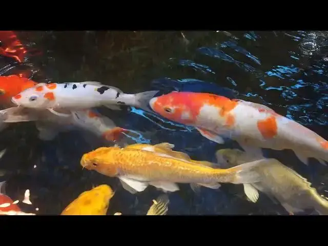 Video thumbnail for Koi Fish Health: Treating and Preventing Bacterial Fin Erosion