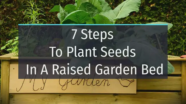 'Video thumbnail for 7 Steps To Plant Seeds'