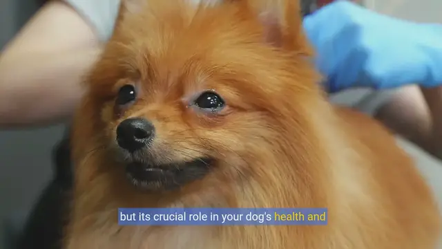 Video thumbnail for DIY Dog Grooming: Master At-Home Techniques!