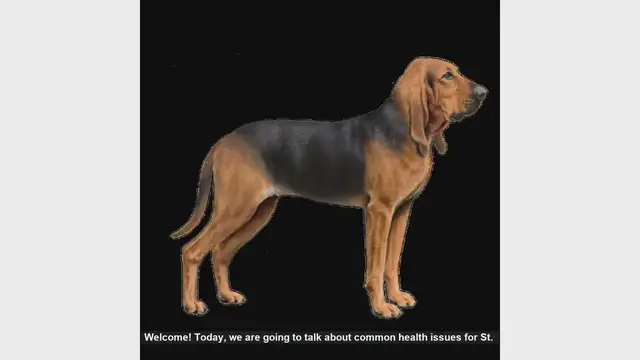Video thumbnail for Common Health Issues in St. Hubert Jura Hound Dogs