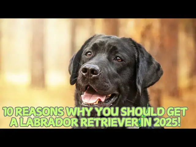 Video thumbnail for 10 Reasons Why You Should Get a Labrador Retriever in 2025! 🐶✨