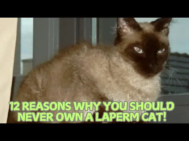 Video thumbnail for 12 Reasons Why You Should Never Own a LaPerm Cat! 🐱🚫