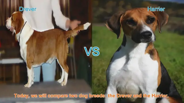 Video thumbnail for Drever vs. Harrier: A Comprehensive Comparison
