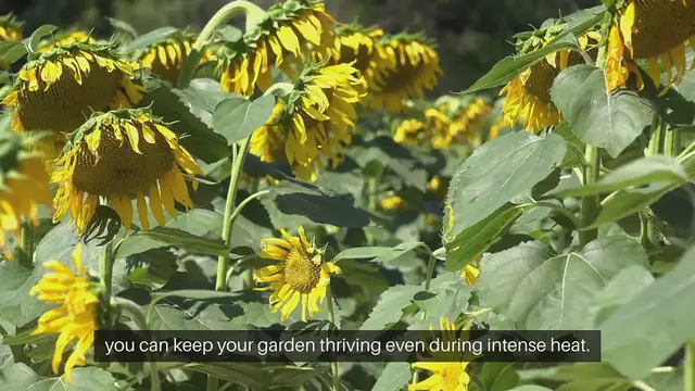 Video thumbnail for Outdoor Gardening Tips for Hot Weather