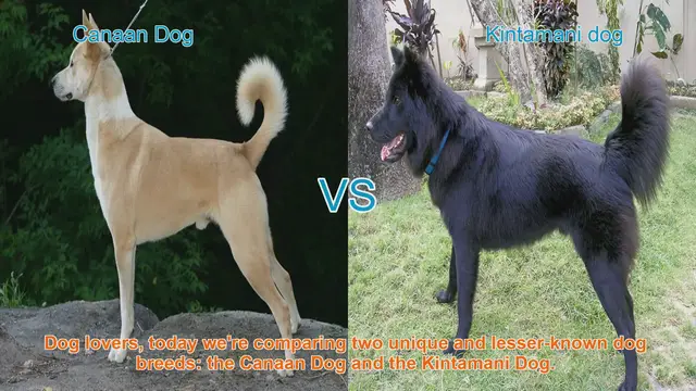 Video thumbnail for Canaan Dog vs. Kintamani Dog: A Comparison of Unique Breeds