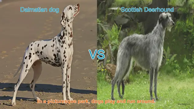 Video thumbnail for Dalmatian vs. Scottish Deerhound: A Comparison of Elegant Dog Breeds