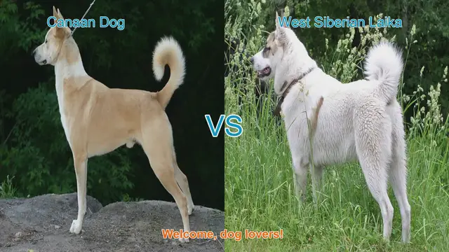 Video thumbnail for Canaan Dog vs. West Siberian Laika: A Breed Comparison