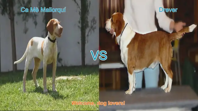 Video thumbnail for Ca Mè Mallorquí vs. Drever: A Comparison of Two Unique Dog Breeds