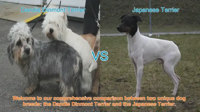 Video thumbnail for Dandie Dinmont Terrier vs. Japanese Terrier: A Comprehensive Breed Comparison