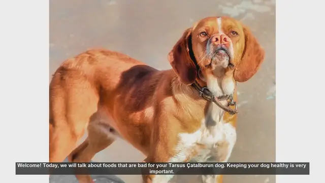 Video thumbnail for Foods to Avoid for Your Tarsus Çatalburun Dog