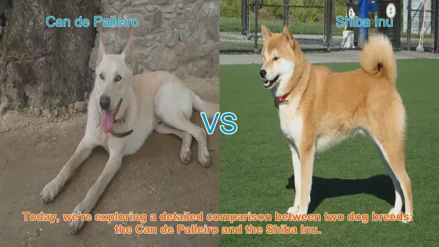 Video thumbnail for Can de Palleiro vs. Shiba Inu: A Detailed Breed Comparison