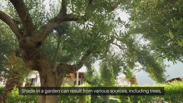 Video thumbnail for Understand Garden Shade Areas