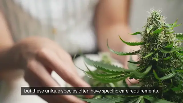 Video thumbnail for Growing Exotic Indoor Plants Successfully