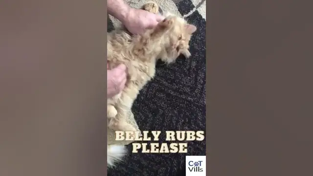 'Video thumbnail for This Cat Enjoying Belly Rubs Will Melt Your Heart #shorts'