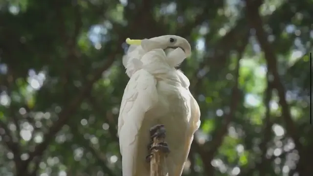 Video thumbnail for Cinnamon cockatiel