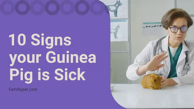 'Video thumbnail for 10 signs your guinea pig may be ill'