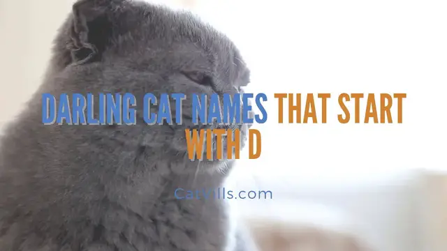 Video thumbnail for 10 DARLING CAT NAMES THAT START WITH D
