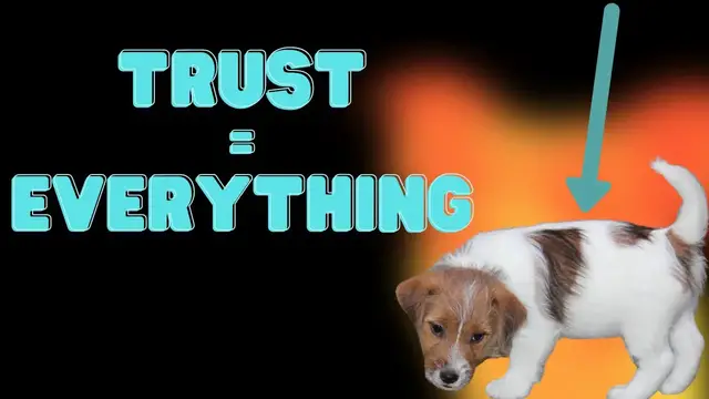 Video thumbnail for Building Trust With Jack Russell Terriers (My Top 6 Tips)