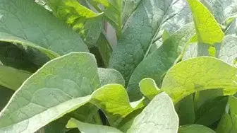 Video thumbnail for 10 Uses For Comfrey On The Homestead