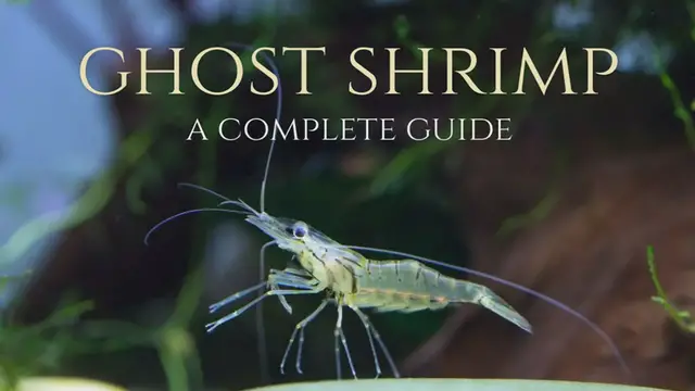 Video thumbnail for GHOST_SHRIMP_GUIDE