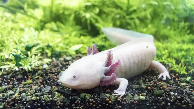 Video thumbnail for Ambystoma meksykańska, czyli aksolotl – niesamowity mieszkaniec akwarium