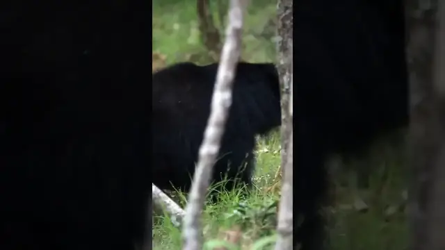 Video thumbnail for Bear | Sloth Bear #shorts