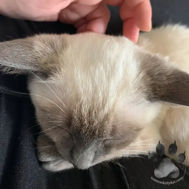 Video thumbnail for Do Siamese Cats Shed?