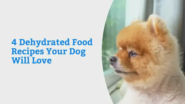 'Video thumbnail for The Top 4 Dehydrated Dog Foods Your Canine Friend Will Love!'