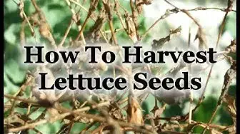 Video thumbnail for How To Harvest Lettuce Seeds