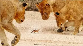 Video thumbnail for 1 Crab Takes on Pride of Lions