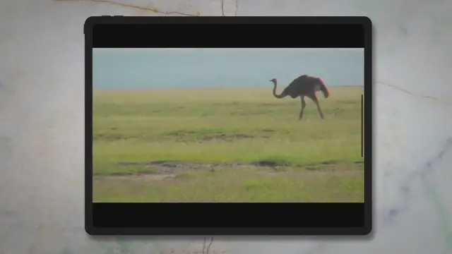 'Video thumbnail for Untitled'