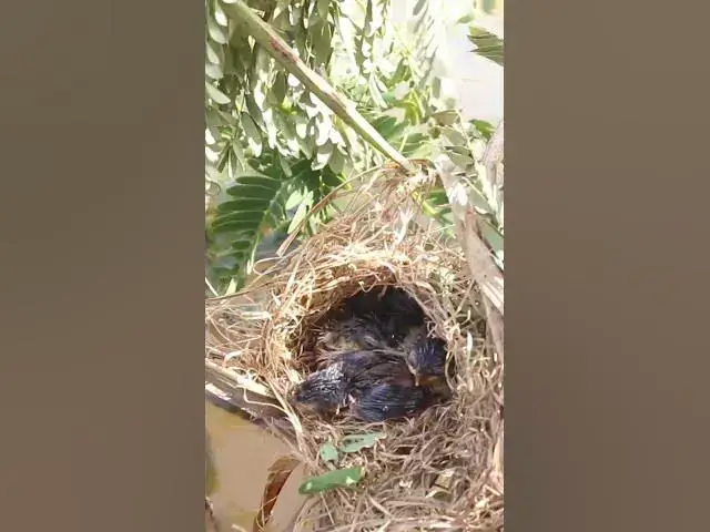 'Video thumbnail for Babies Bird Cries Feed Eat (EP-101)  #birds #nature #birdfeeding #birdwatching'