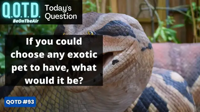 Video thumbnail for Question of the Day | Exotic Pet Fantasies