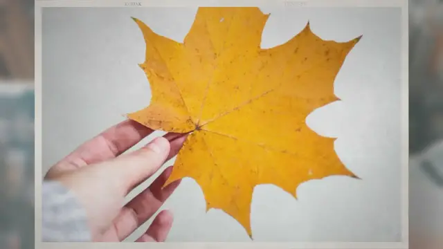 Video thumbnail for Are Honey Bees Native to Canada?