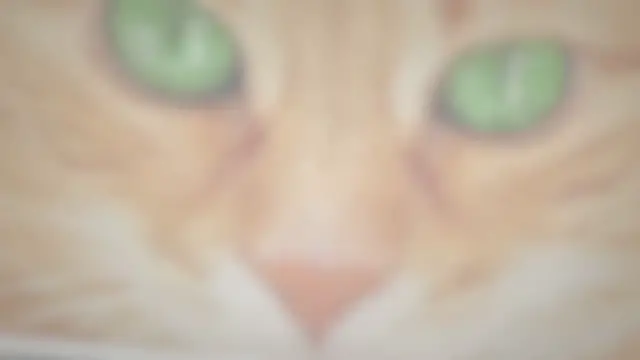 Video thumbnail for 9 Best Cats With Green Eyes